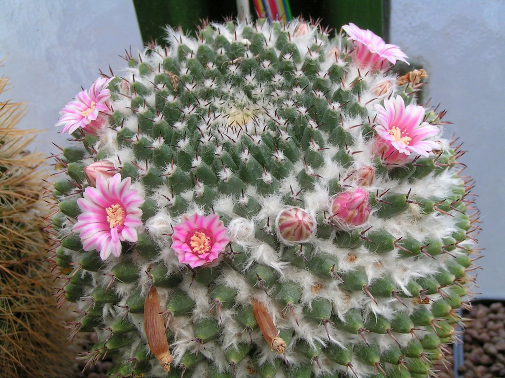 Mammillaria macdougalii